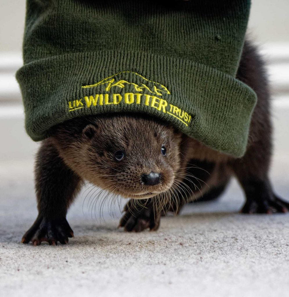 UK Wild Otter Trust - image of an otter wearing a beanie with the logo